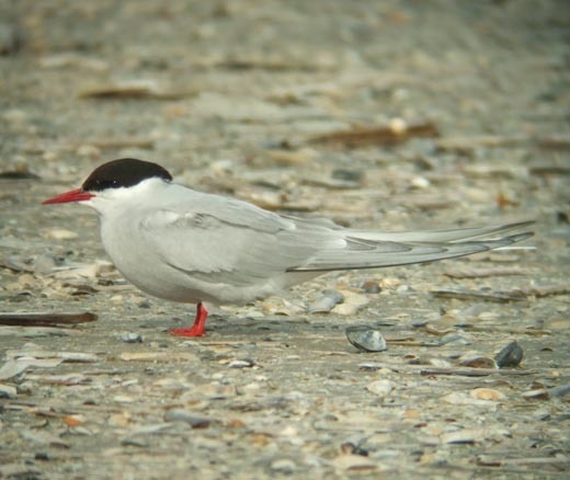 noordse stern adult zuidpier ijmuiden 4 okt. 2008