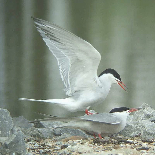 visdieven alblasseraard 13 april 2008