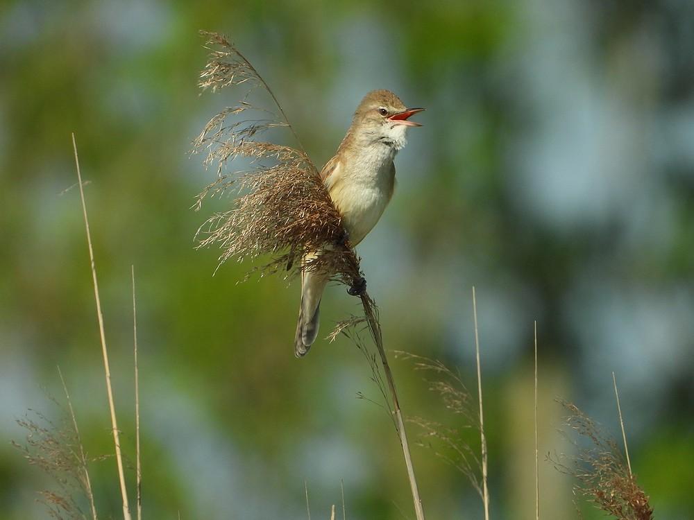 grotekarekietottoland30052021 26