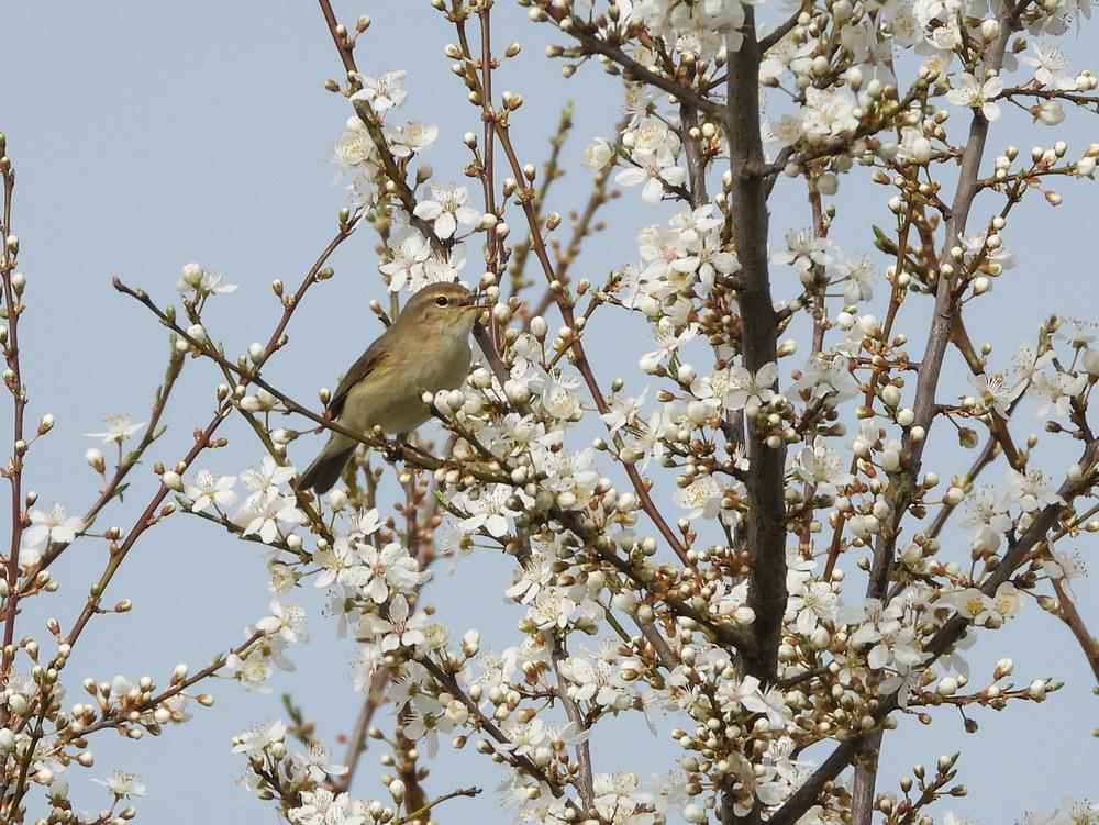 tjiftjafinkerspruimzouweboezemgebied06032026