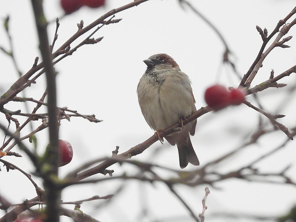 huismusmaninsierappelbroeksewegmeerkerk12012026 2