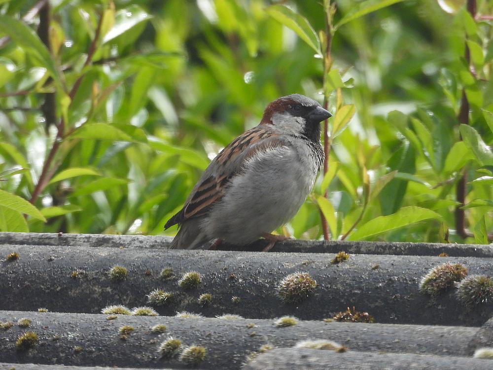 huismusmanvoerplaatsschuurdakmeerkek14052026