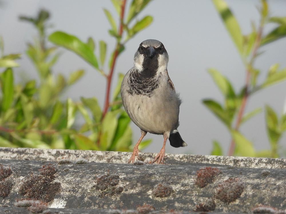 huismusmanvoerplaatsschuurdakmeerkerk02052026 1