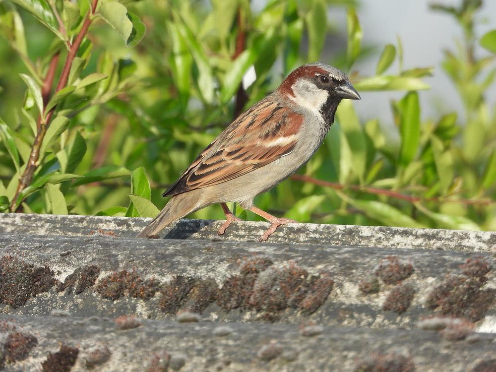 huismusmanvoerplaatsschuurdakmeerkerk02052026 2