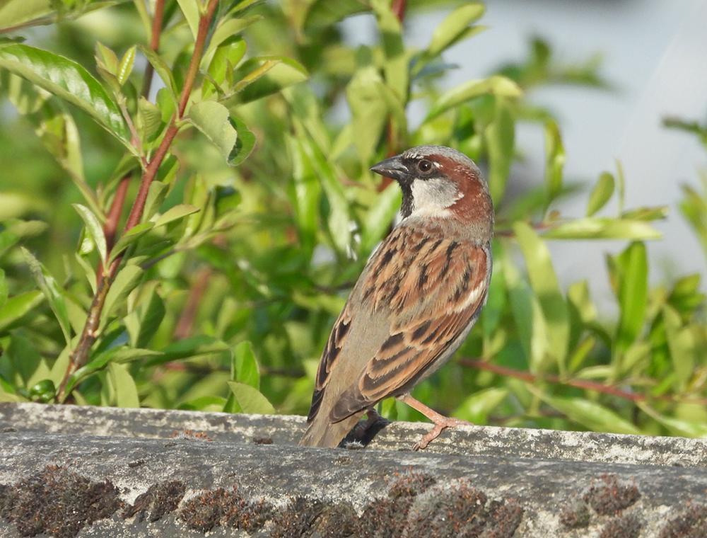 huismusmanvoerplaatsschuurdakmeerkerk02052026 3