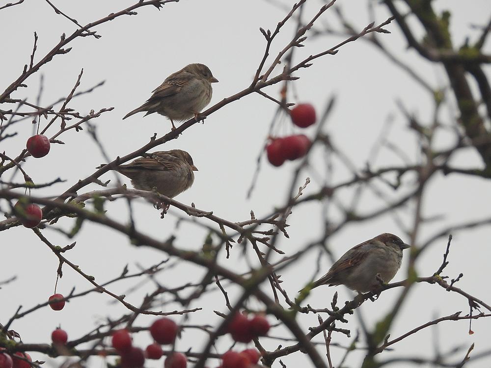 huismusseninsierappelbroeksewegmeerkerk12012026 2