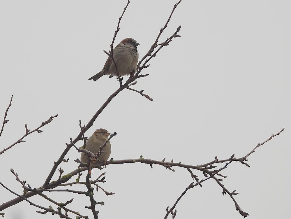 huismussenpaarinsierappelbroeksewegmeerkerk12012026 1