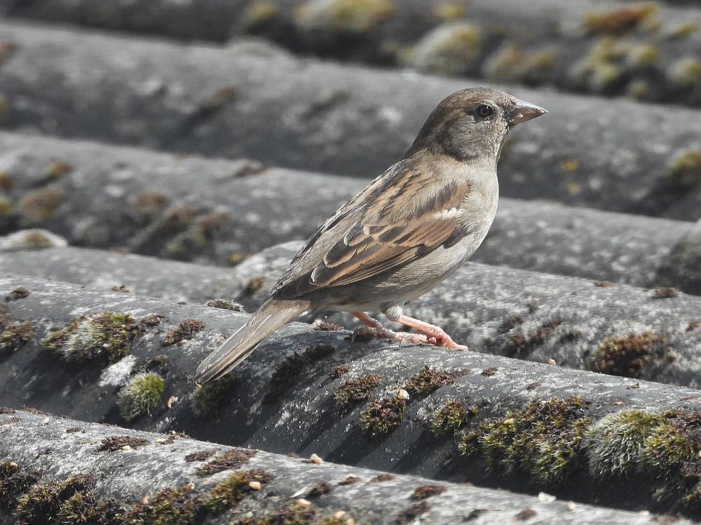 huismusvrouwvoerplaatsschuurdakmeerkek14052026