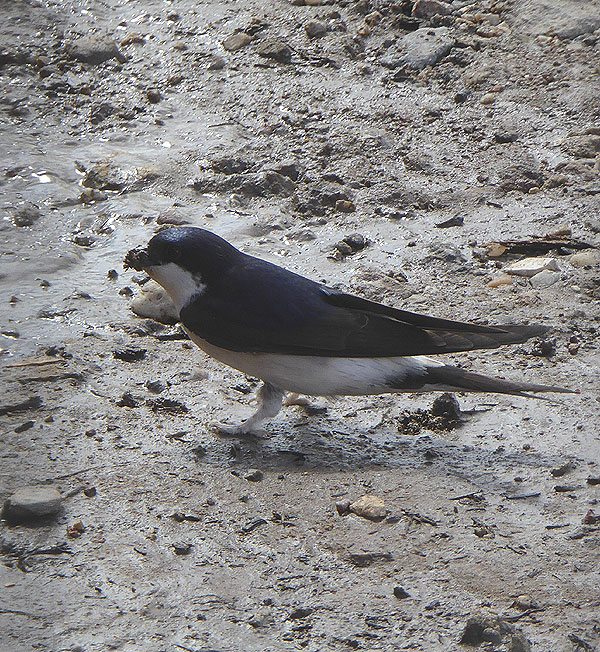 huiszwaluwheicopseweglexmond17042015 2