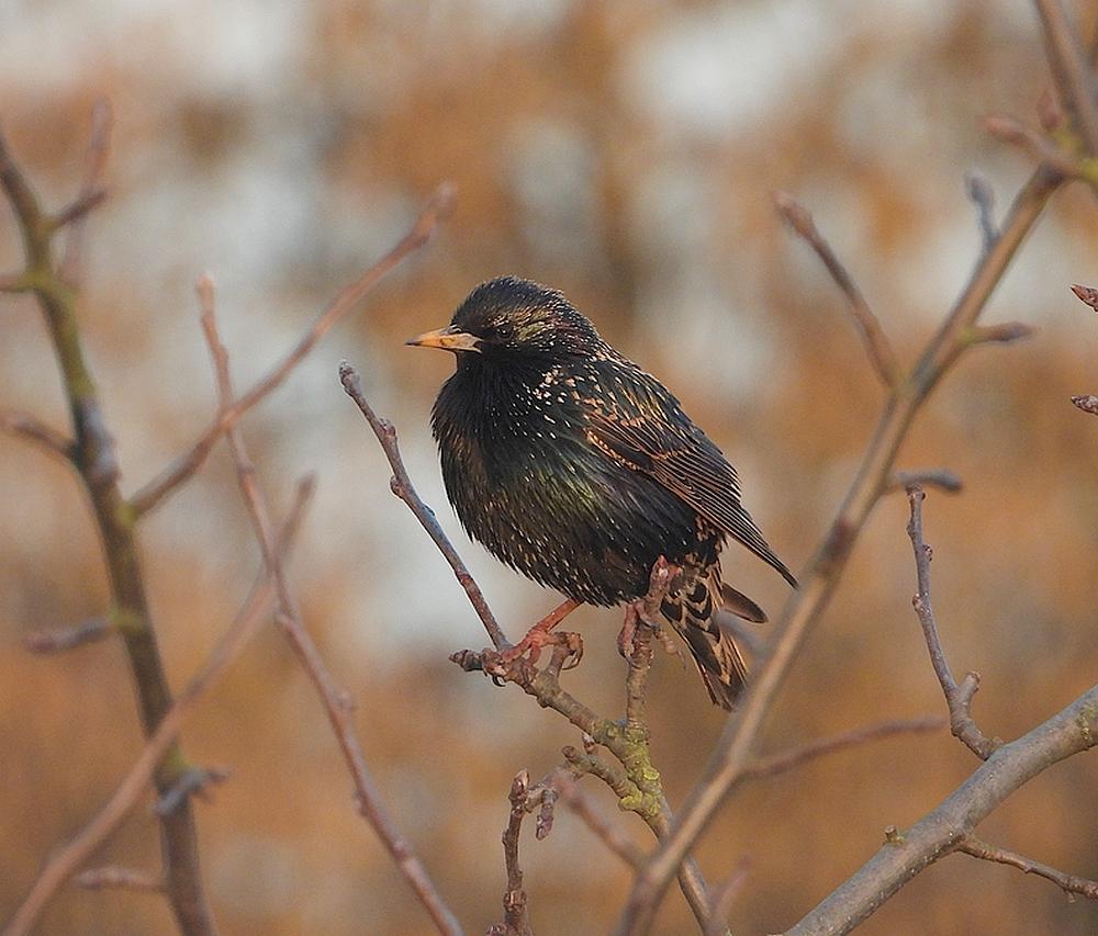 spreeuwdiefdijk24022021
