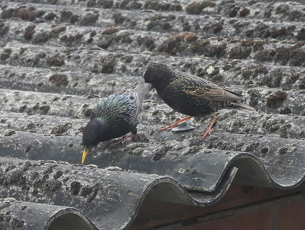 spreeuwenvoerplaatsschuurdakmeerkerk12052026 1