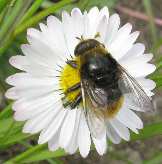 grotenarcisvliegopmadeliefjehoornaar07mei 2009