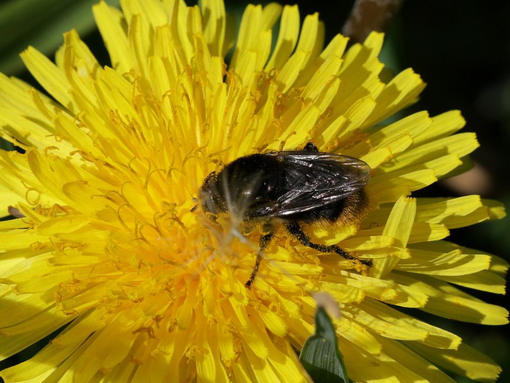 grotenarcisvliegvrouwoppaardenbloemzouweboezemgebied28042026 2