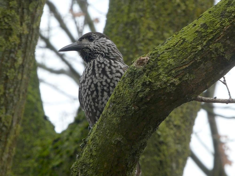 dunsnavelnotenkrakerwageningen12122018 1
