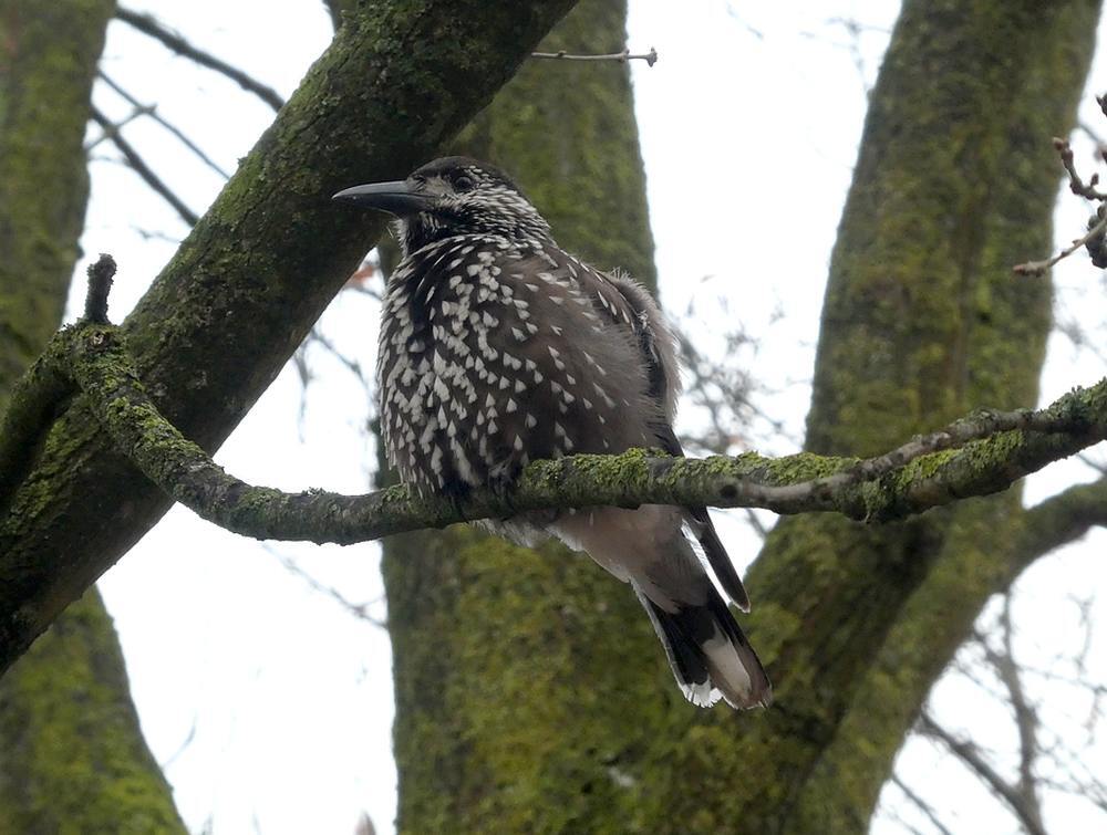 dunsnavelnotenkrakerwageningen12122018 2
