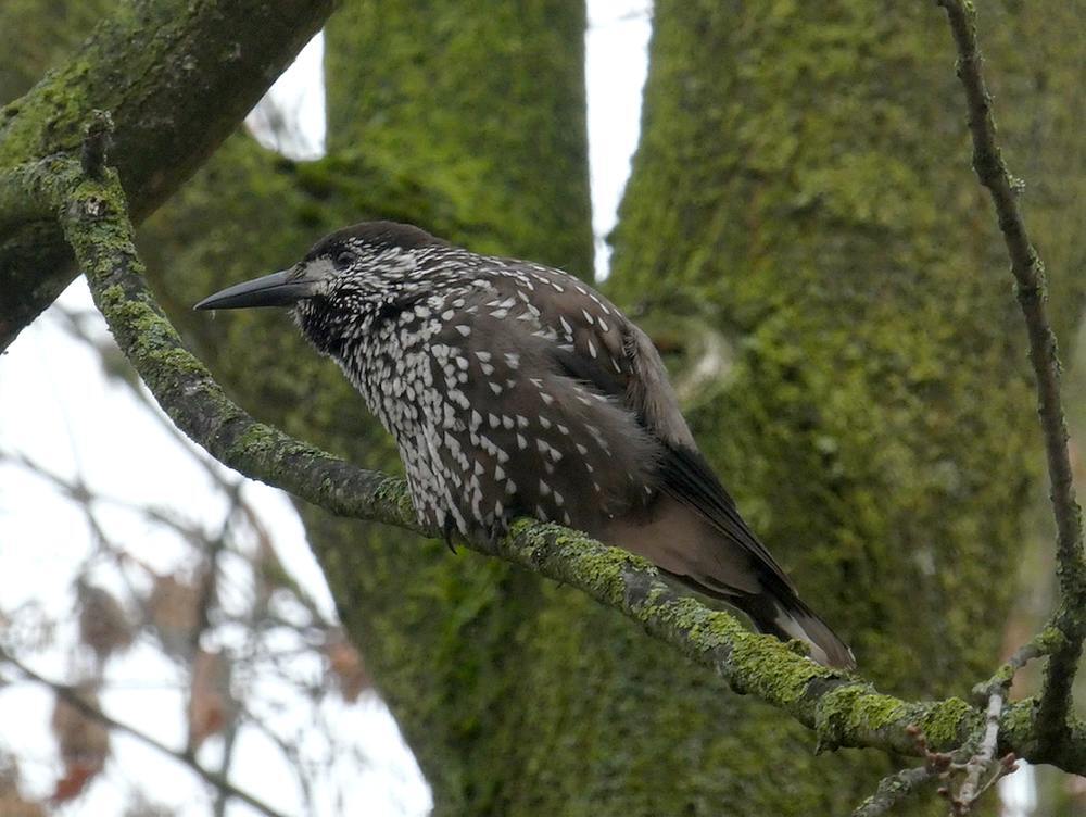 dunsnavelnotenkrakerwageningen12122018 3