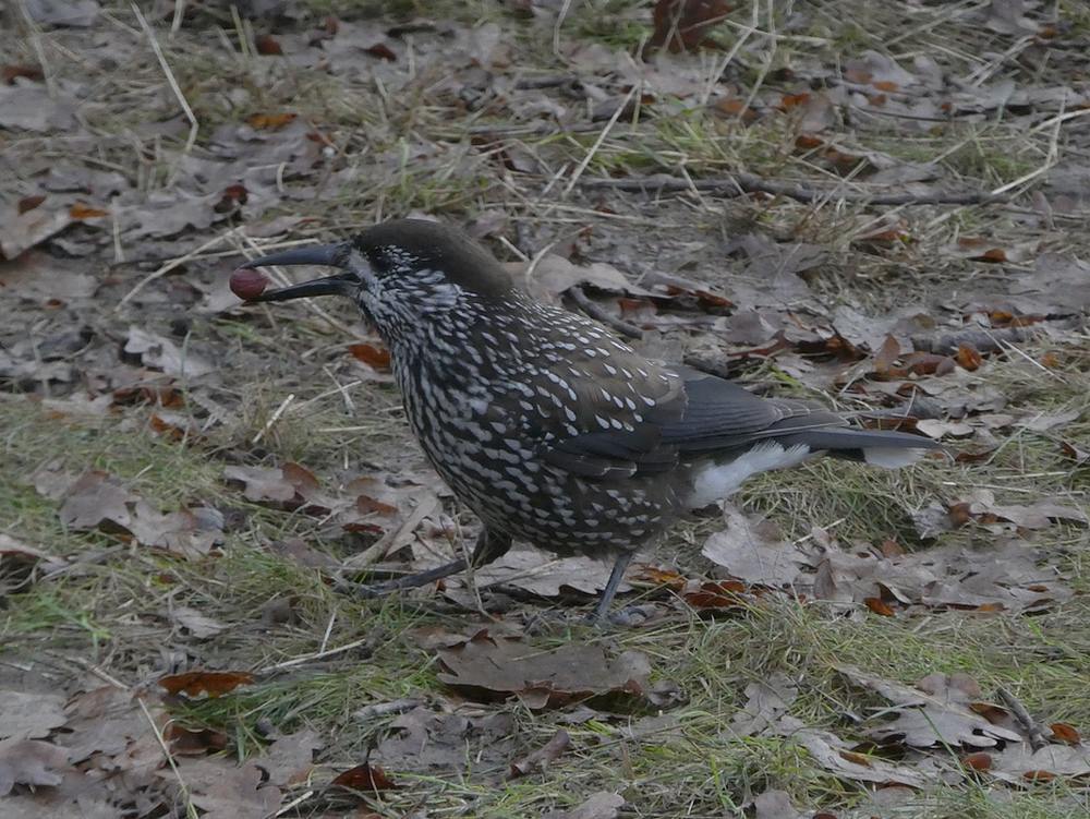 dunsnavelnotenkrakerwageningen12122018 5
