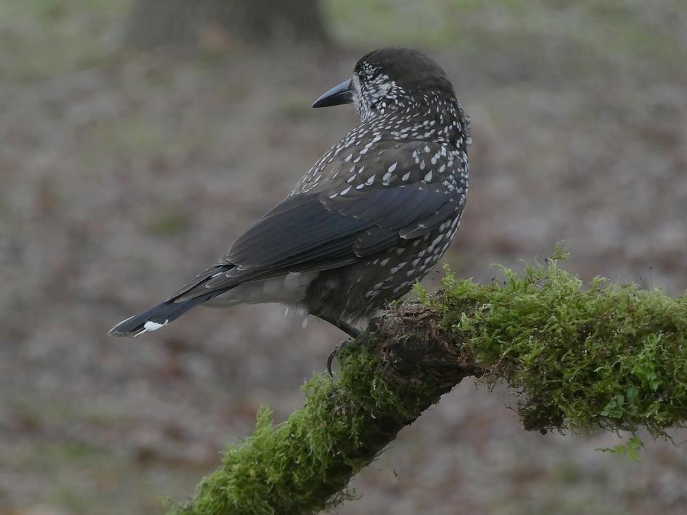 dunsnavelnotenkrakerwageningen12122018 6