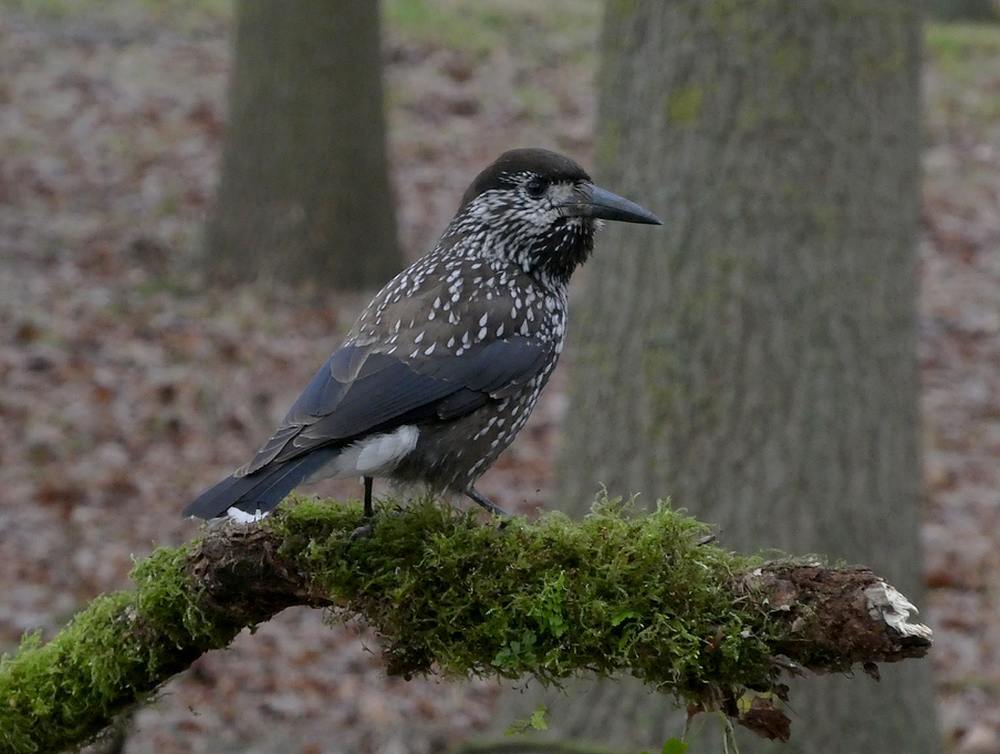 dunsnavelnotenkrakerwageningen12122018 7