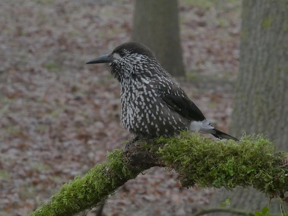 dunsnavelnotenkrakerwageningen12122018 8