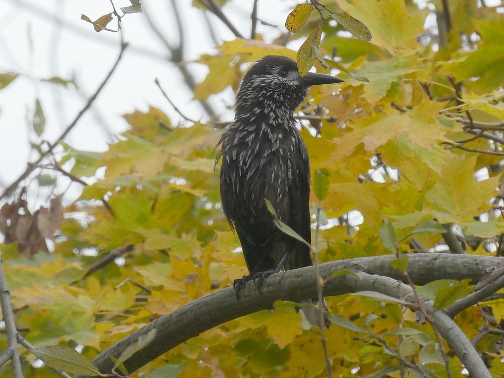 dunsnavelnotenkrakerwageningen26112018 2