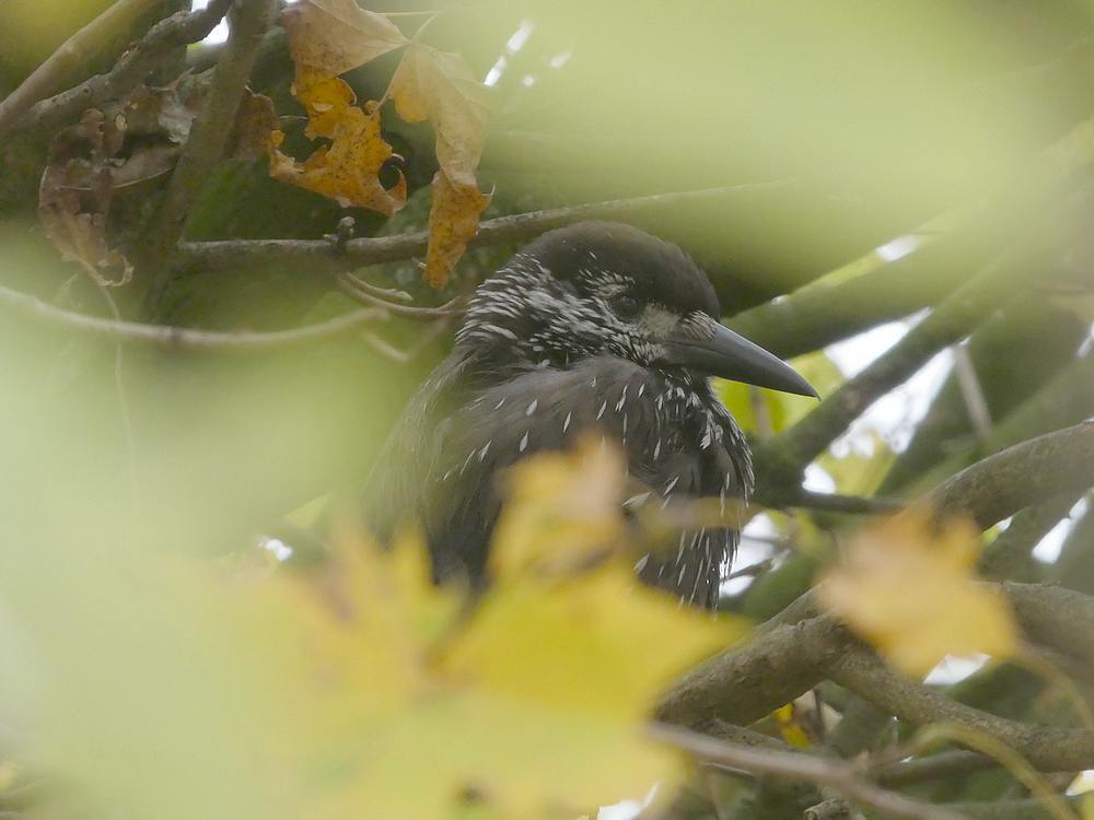 dunsnavelnotenkrakerwageningen26112018 3