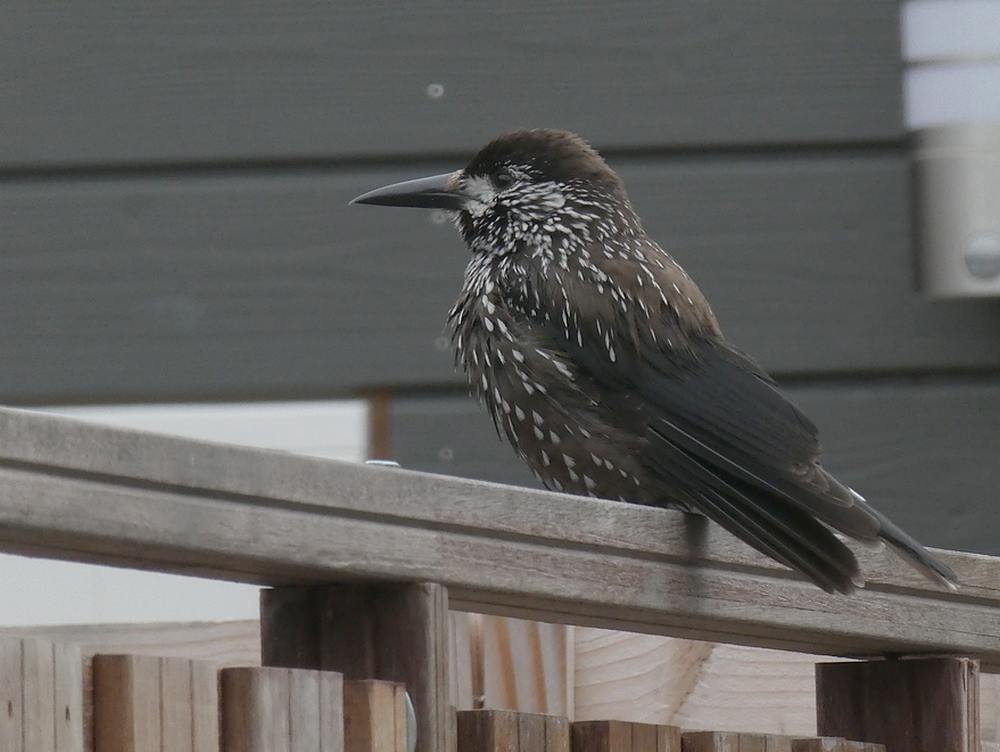 dunsnavelnotenkrakerwageningen26112018 6