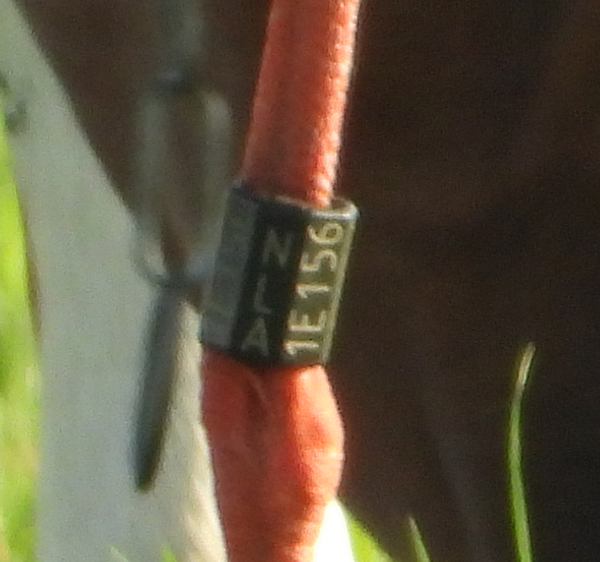 ooievaar1e156grootammers29072019