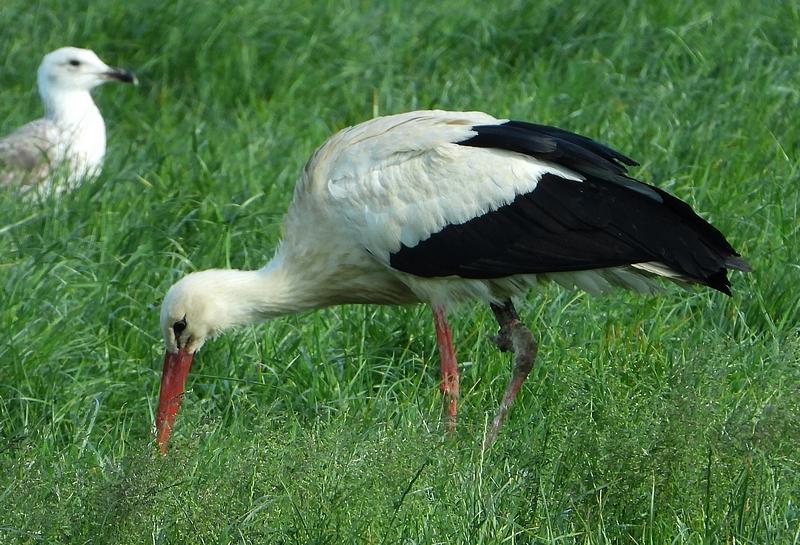 ooievaar2e327wasbroedvogelherwijnen2019polderlageveldherwijnen30052020