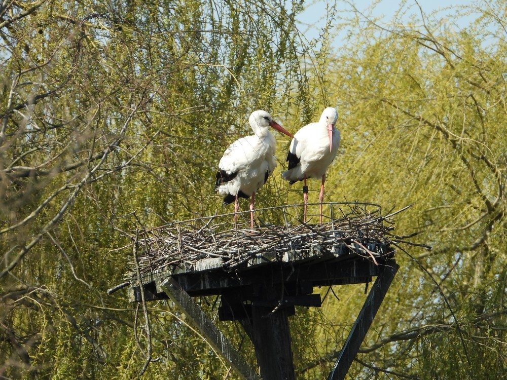 ooievaar4e733op het 2e nestpaalnestdehulalphen26032020