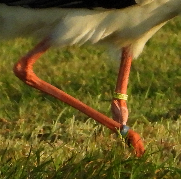 ooievaar5734geelblauwhoornaar05082019