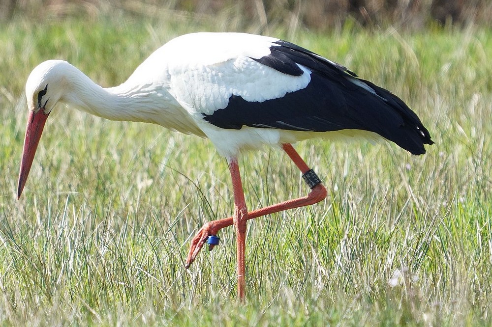 ooievaar6e396met blauweteenringlarzenpadnaardenfotoferrievandijk08042023