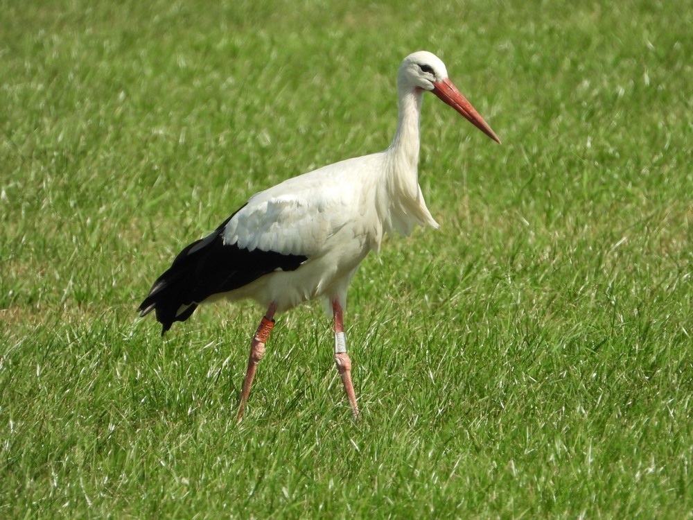 ooievaarmetbelgischekleurring rhenoy01092019
