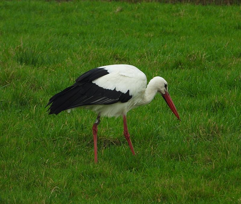 ooievaarmetregenwormankeveen24112020