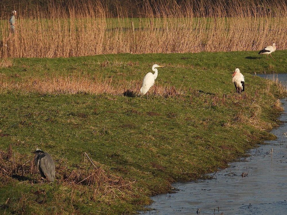 blauwe reiger grote zilverreiger en ooievaars oud zuilen02022025