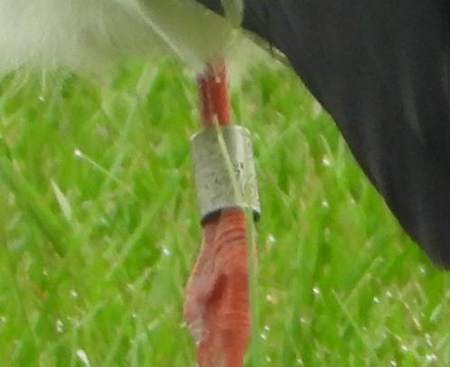 ooievaar3769dussen09042020 1