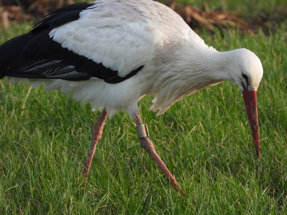 ooievaar9383broedvogelgiessenburgschelluinen08012025