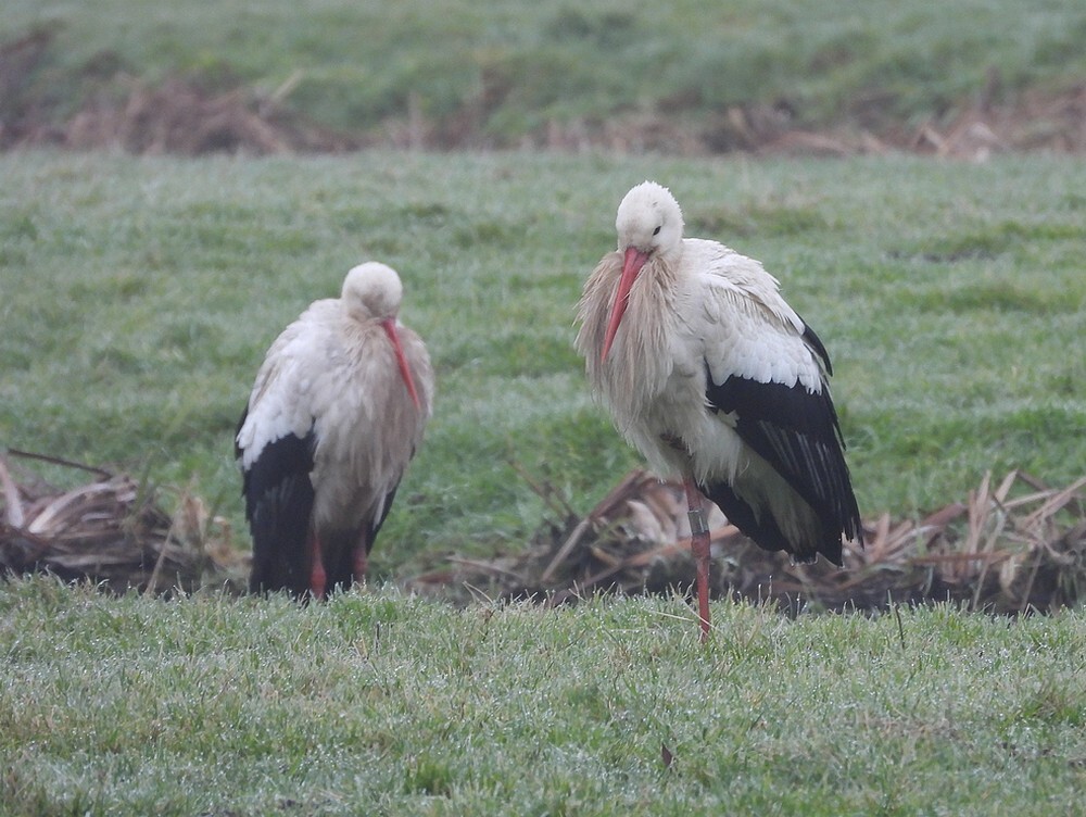 ooievaar9902oudzuilen18012025