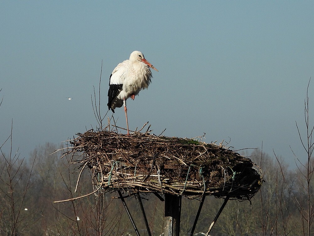 ooievaaratwupaalnestvuren01022025