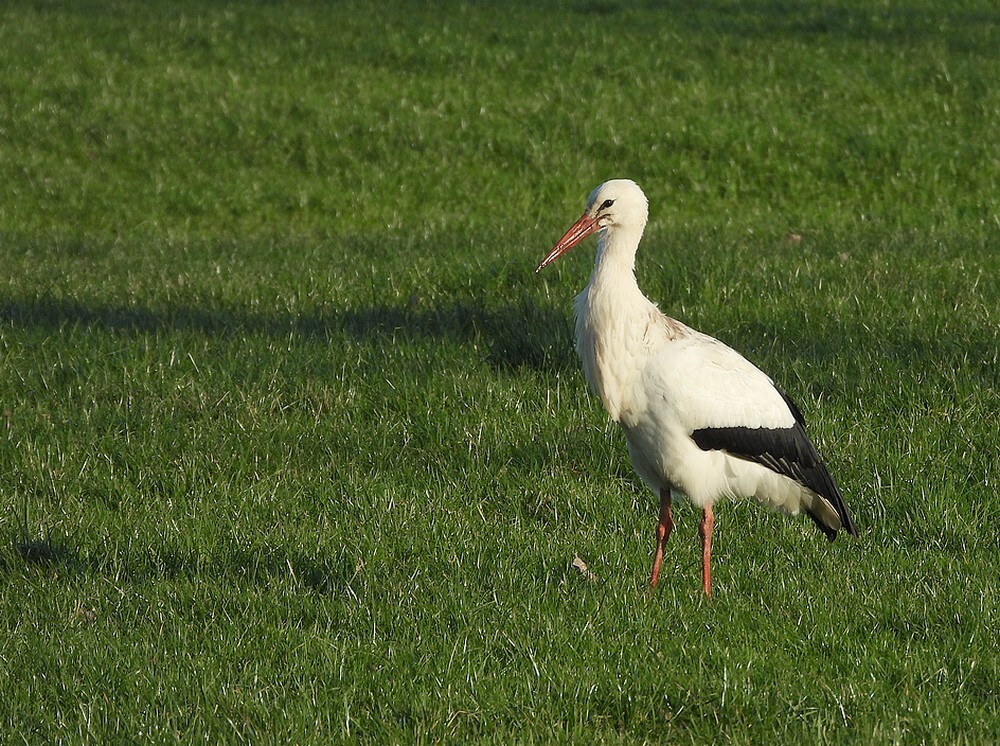 ooievaarongeringdnoordeloos09012025