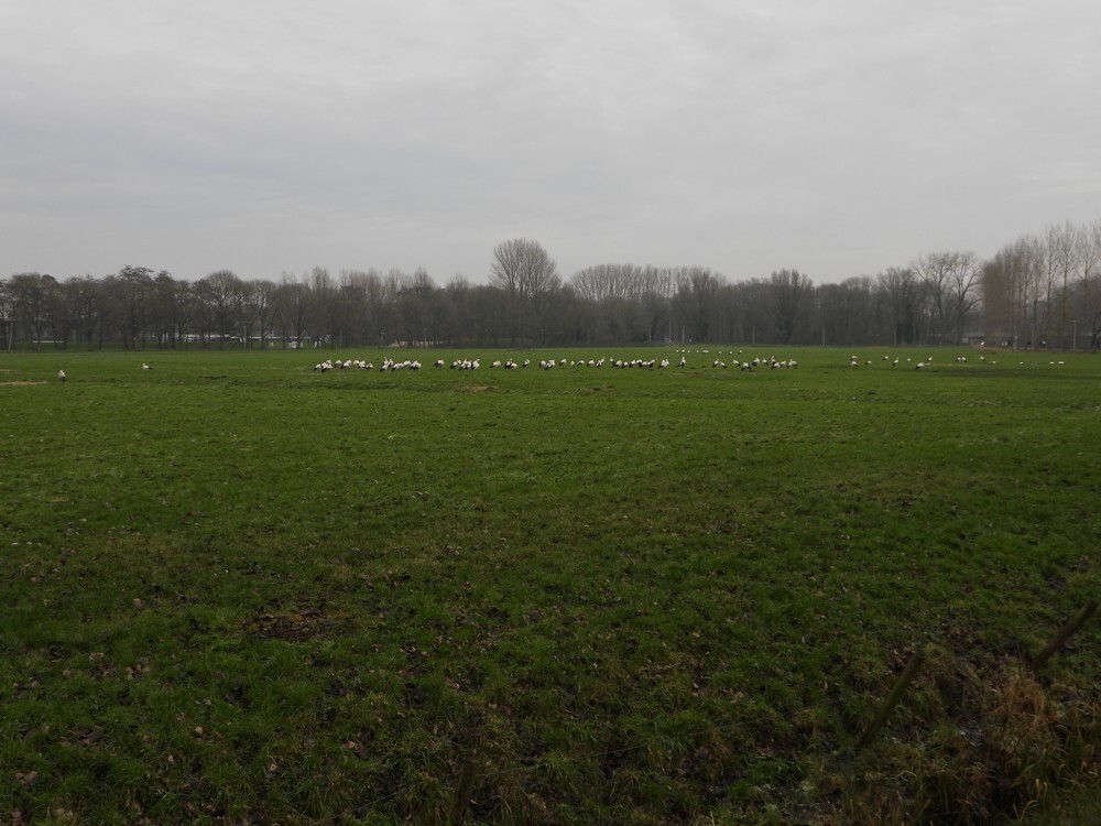 ooievaars100vande125oudzuilen23122021