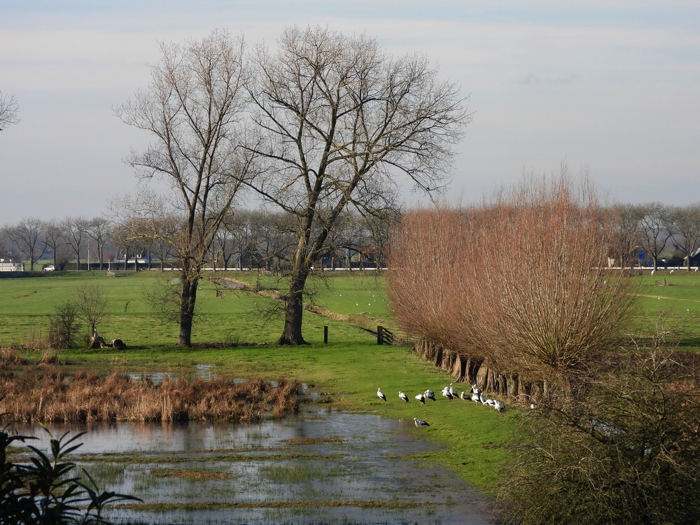 ooievaarsafvalverwerkingdiefdijkschoonrewoerd13012025 2