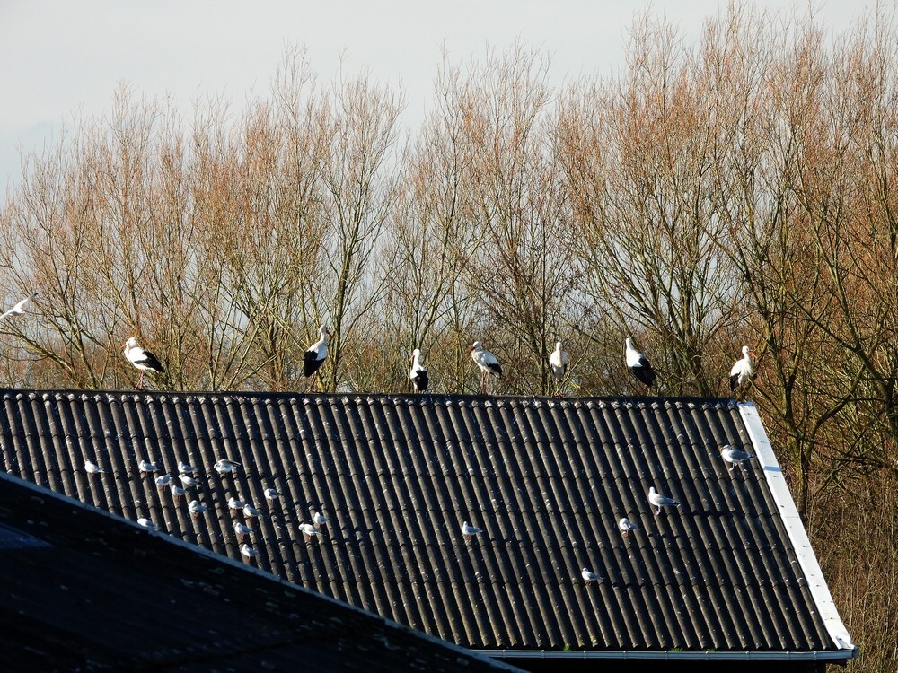 ooievaarsafvalverwerkingdiefdijkschoonrewoerd13012025 3