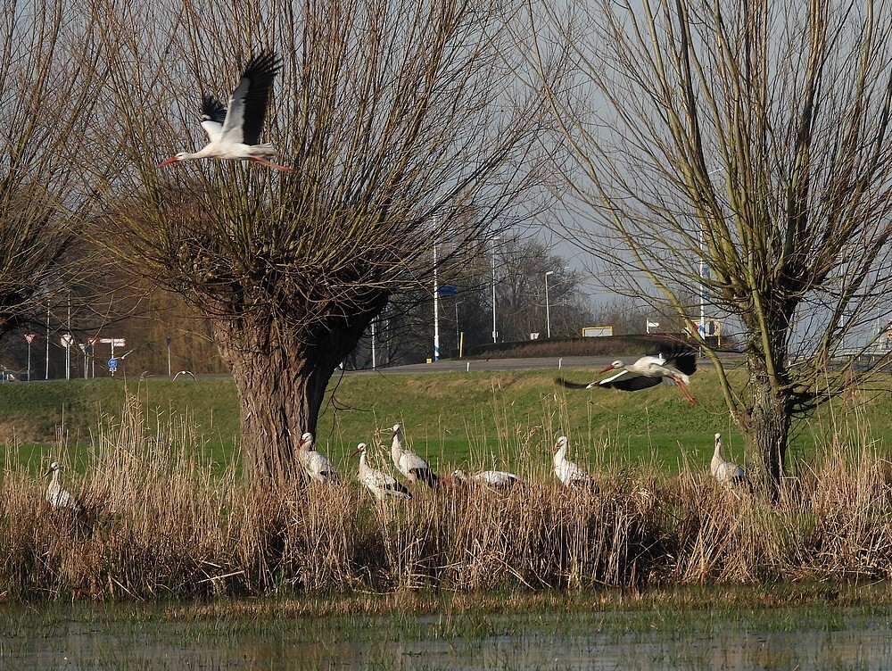 ooievaarsafvalverwerkingdiefdijkschoonrewoerd13012025 4