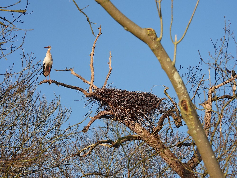ooievaarsbroedvogelbeukenmaartensdijk26012025 1