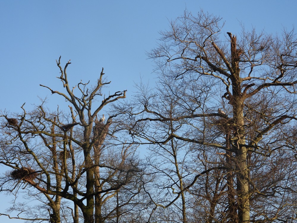 ooievaarsbroedvogelbeukenmaartensdijk26012025 2