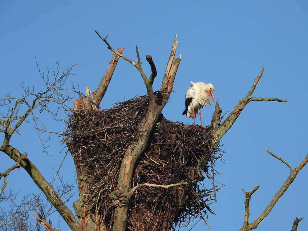 ooievaarsbroedvogelbeukenmaartensdijk26012025 3