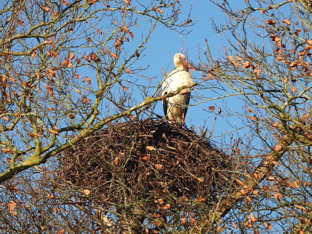 ooievaarsbroedvogelbeukenmaartensdijk26012025 4