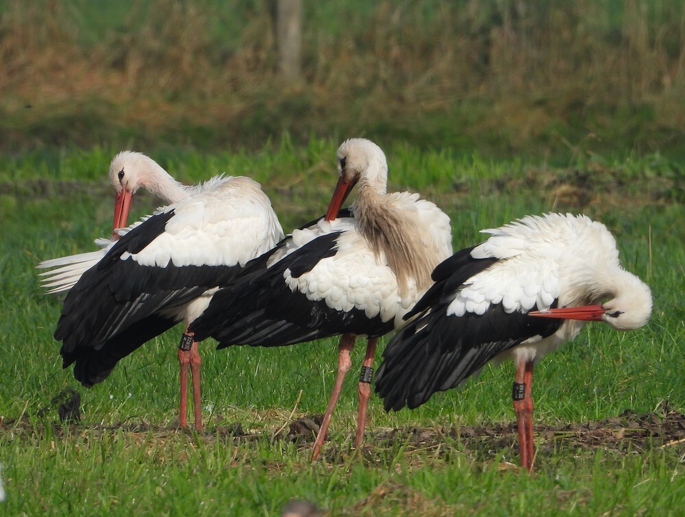 ooievaarsgeringdbroedvogels westbroekallen overwinterendtezienbij oudzuilen10102021