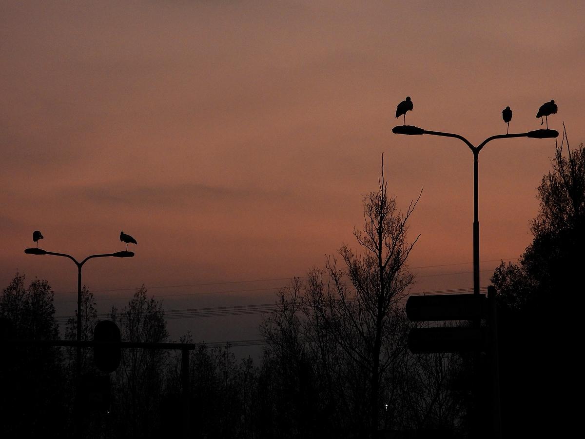 ooievaarslageweide29112020 5